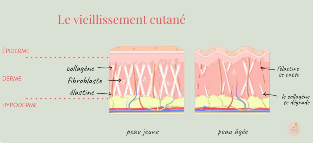 schéma expliquant scientifiquement le vieillissement cutané avec un comparatif peau jeune et peau mature après 50 ans